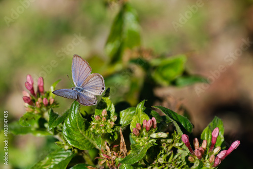 ウラナミシジミ04