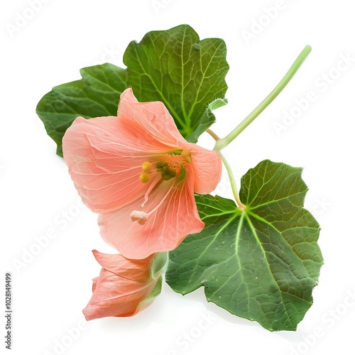 Bryony Flower isolated on white background. photo