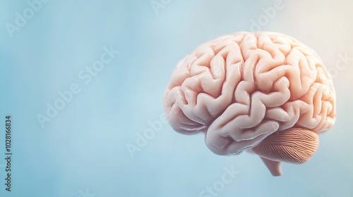 Close-up of human brain with intricate neural pathways, symbolizing cognitive biases and complex thought processes, ideal for educational or scientific presentations.