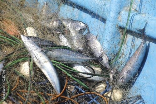 Fish caught by fishermen, such as tuna, or Mackarel tuna, or Euthynnus affinis, or Tongkol in Indonesia, in the net on the fishing boat. photo