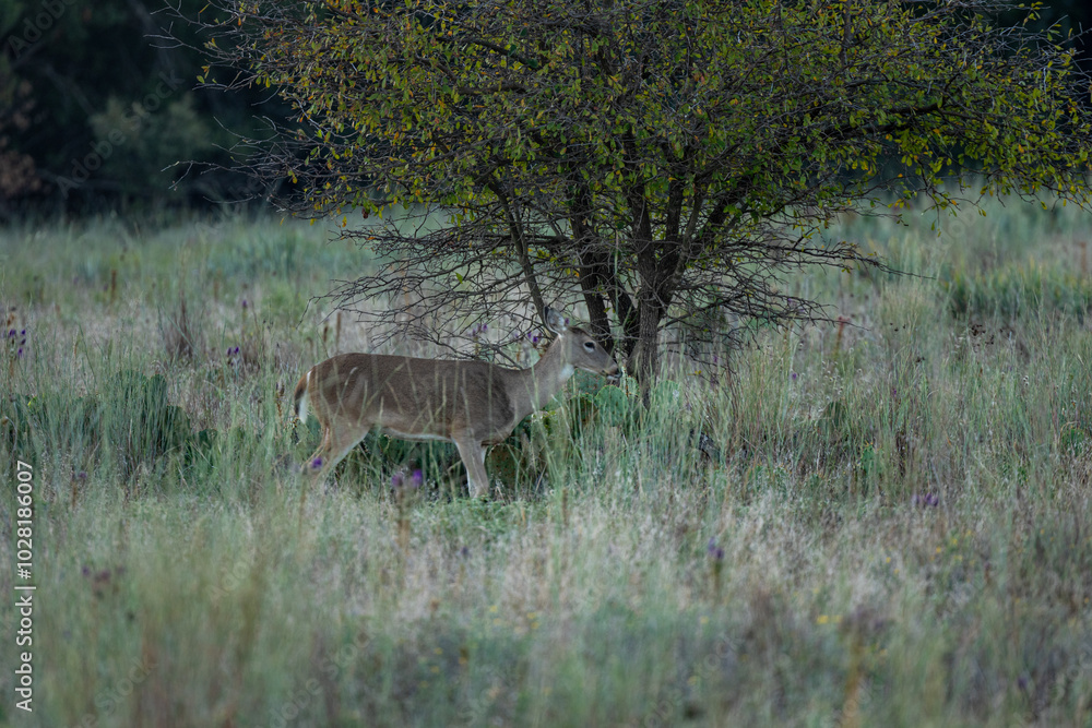 Deer wondering in the field looking for food Deer wondering in the field looking for food