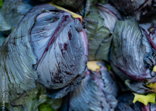 red cabbage photo