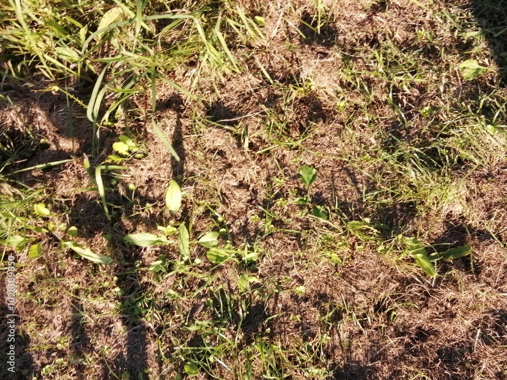枯れた雑草の間から緑が生えてくる自然風景 枯れた雑草の間から緑が生えてくる自然風景