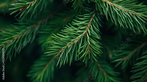 Close-up of Lush Green Pine Tree Branches