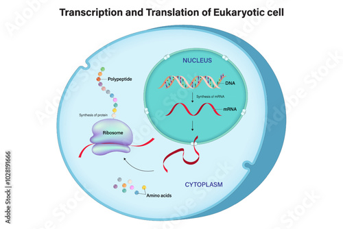 Transcription and translation of Eukaryotic cell. Genetic code. DNA, RNA and Protein. Synthesis of mRNA. Synthesis of protein.v