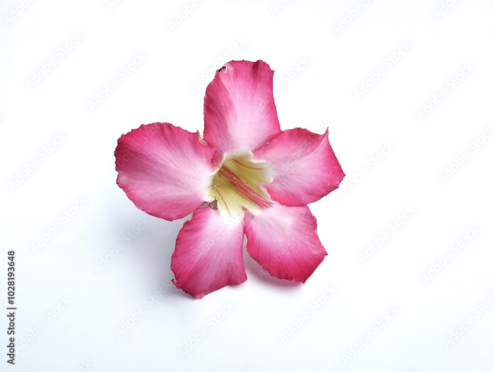 Frangipani flower petals Isolated on white background Frangipani flower petals Isolated on white background