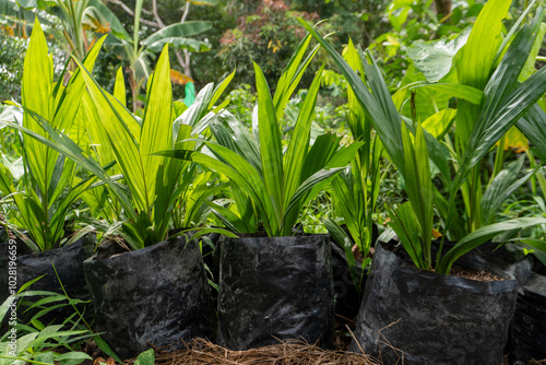 Palm oil seeds in plastic polybags photo