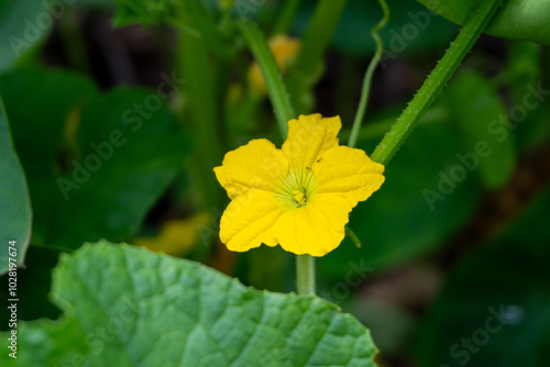 yellow flower in the garden