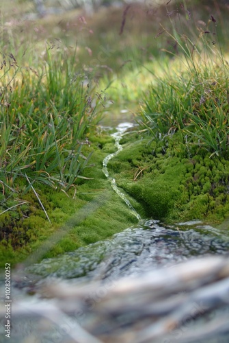 moss on the rocks