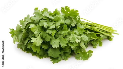 fresh cilantro coriander isolated on white background. 