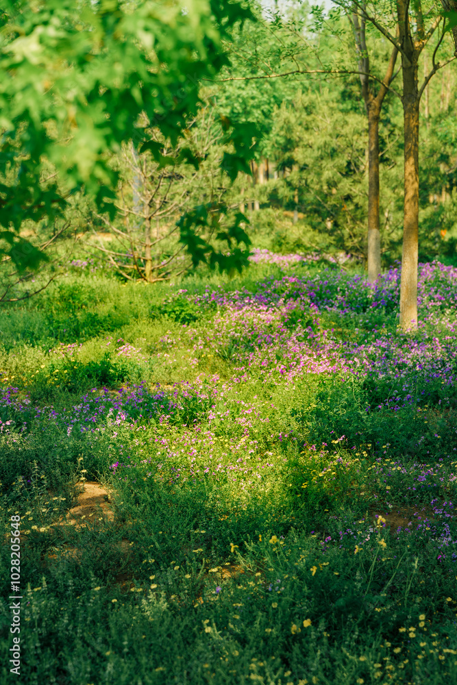 Summer Scenery of Beijing Nanyuan Forest Wetland Park Summer Scenery of Beijing Nanyuan Forest Wetland Park