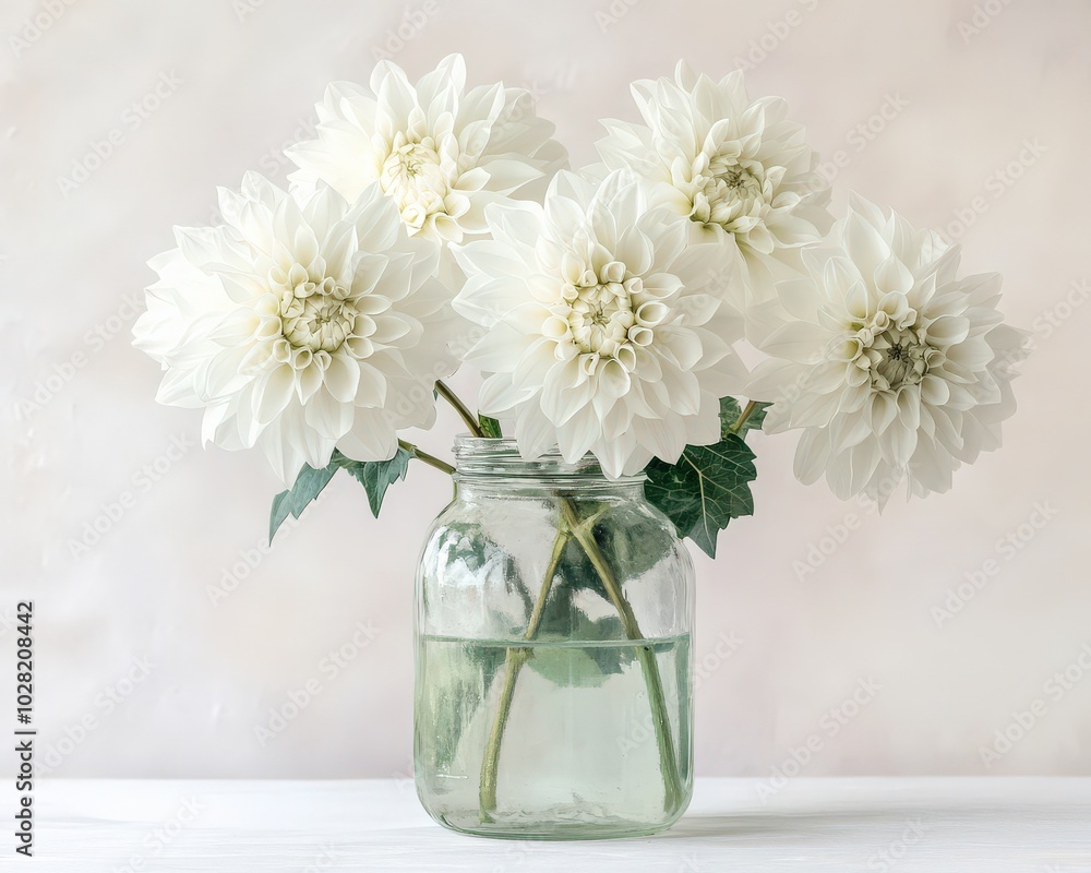 White Dahlias in Glass Jar: Beauty and Calm of White Blooms on Neutral Table White Dahlias in Glass Jar: Beauty and Calm of White Blooms on Neutral Table