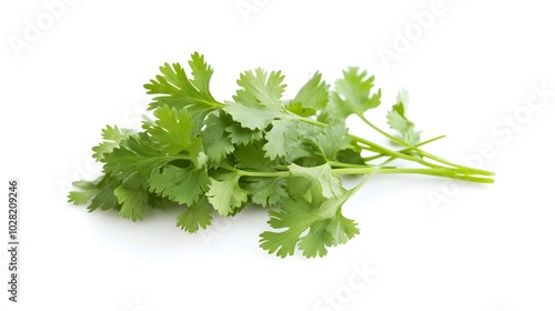 fresh cilantro coriander isolated on white background. 