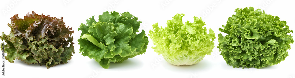 Fresh Lettuce Varieties. Fresh Lettuce Varieties.