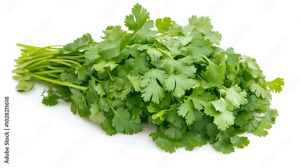 fresh cilantro coriander isolated on white background. fresh cilantro coriander isolated on white background.