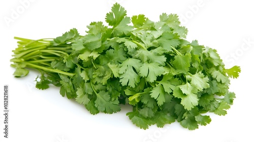 fresh cilantro coriander isolated on white background. 