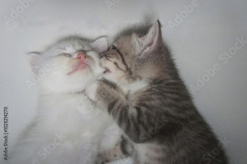 Canvastavla a black kitten was biting its white sibling