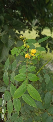 Beautiful landscape of alpine meadow in the mountains  flower 
