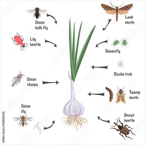 vector drawing garlic plant, bulb with green leaves and pests, vegetables and insects in soil ground, hand drawn illustration