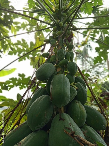Beautiful landscape of alpine meadow in the mountains  flower 