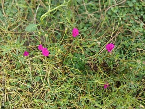 Beautiful landscape of alpine meadow in the mountains  flower 