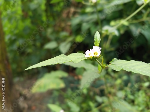 Beautiful landscape of alpine meadow in the mountains  flower 