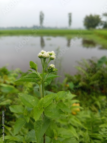 Beautiful landscape of alpine meadow in the mountains  flower 
