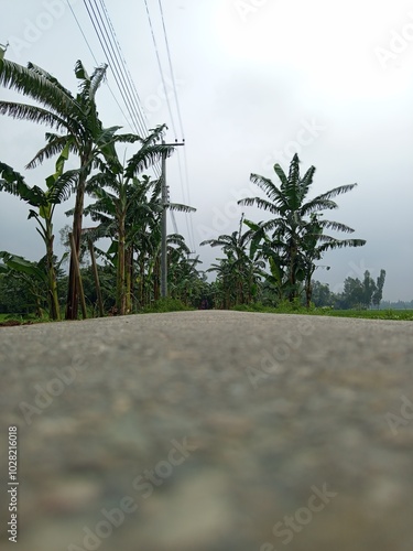 Beautiful landscape of alpine meadow in the mountains  flower 