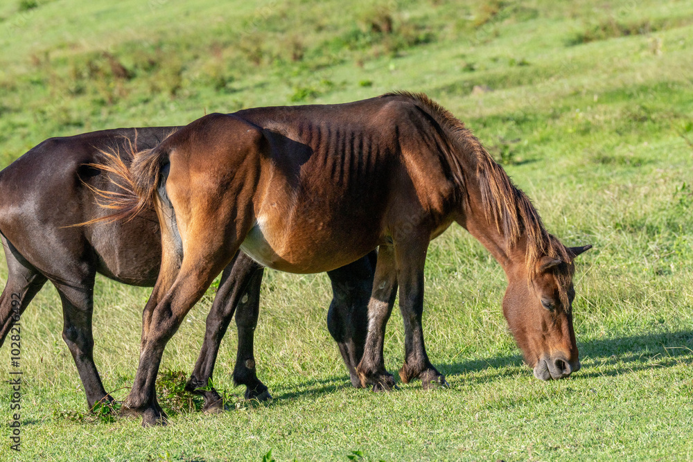都井岬の野生馬 宮崎県串間市