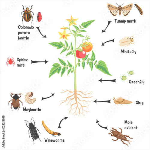 vector drawing plant of tomato with red fruits, green leaves and yellow flowers and pests, vegetable and insects in soil ground, hand drawn illustration