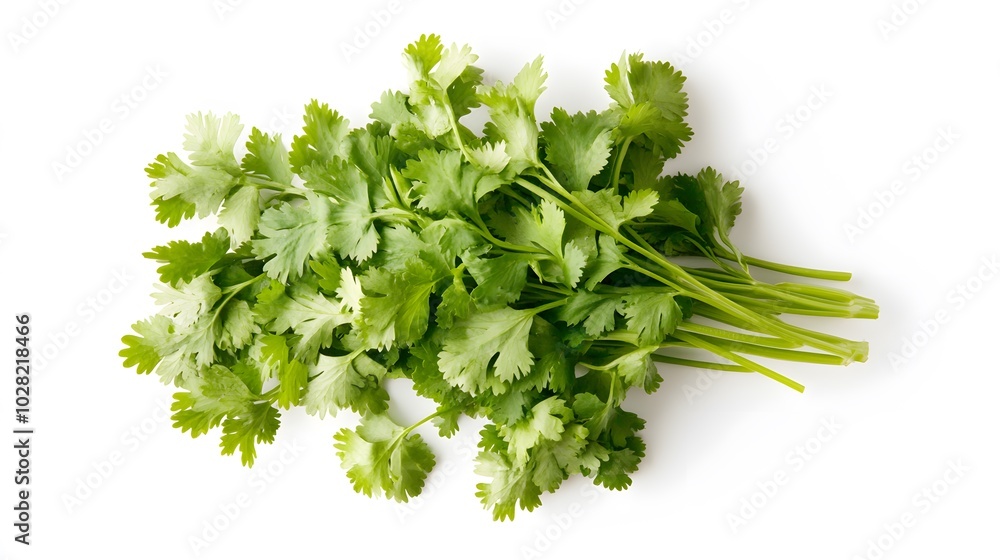 fresh cilantro coriander isolated on white background. fresh cilantro coriander isolated on white background.