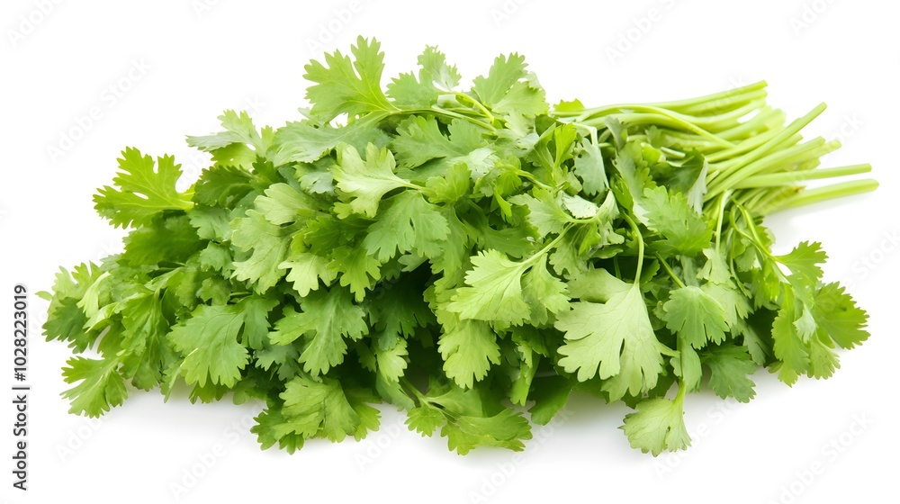 fresh cilantro coriander isolated on white background. fresh cilantro coriander isolated on white background.