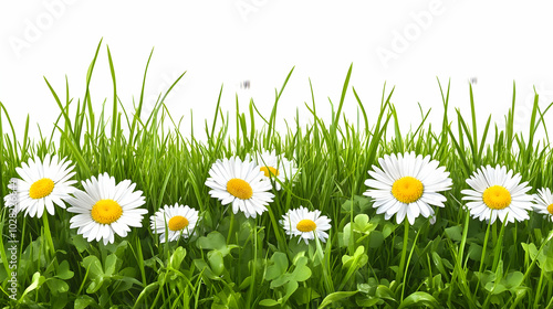 Daisy Flowers in Green Grass.