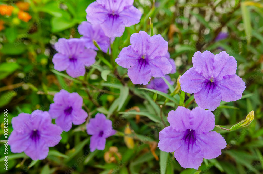 Purple flowers (Ruellia Simplex) blooming in the garden with morning sun light. Purple flowers (Ruellia Simplex) blooming in the garden with morning sun light.
