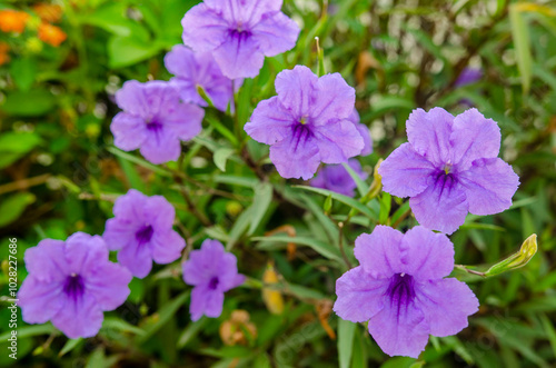 Purple flowers (Ruellia Simplex) blooming in the garden with morning sun light.