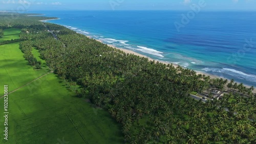 Palm grove on coast along ocean, Nagua, Maria Trinidad Sanchez in Dominican Republic. Aerial drone panoramic view photo