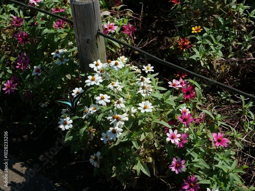 花壇のジニアの花とアオスジアゲハ