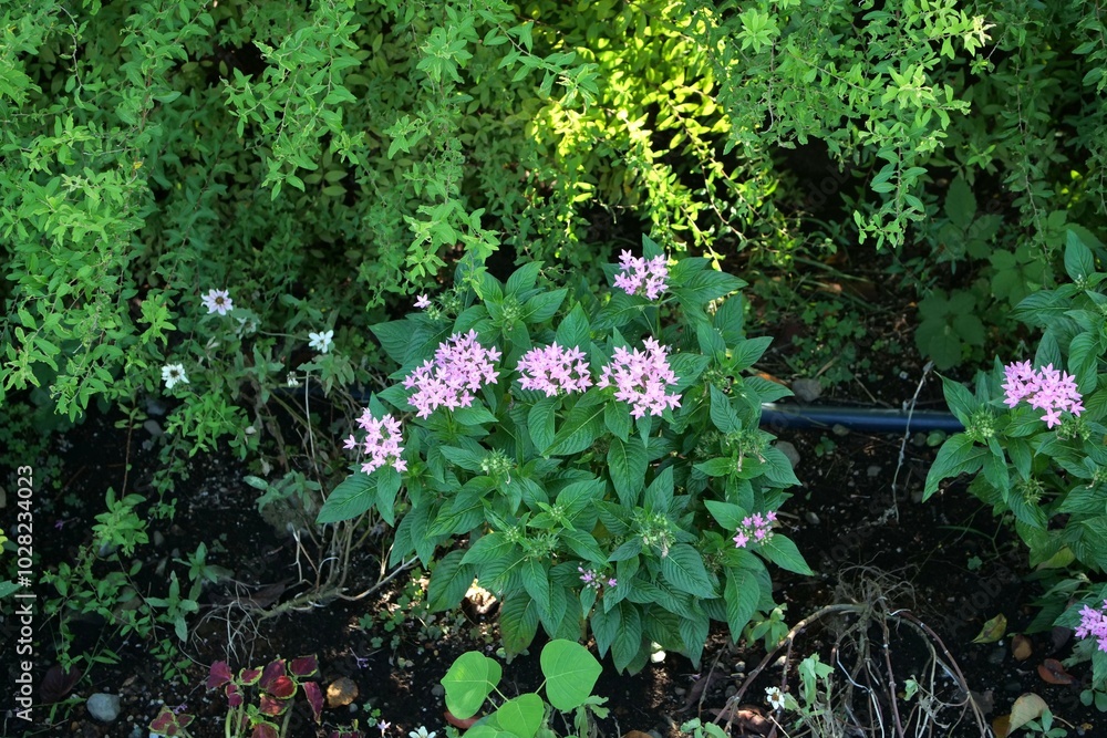 花壇でペンタスの花が咲いている 花壇でペンタスの花が咲いている