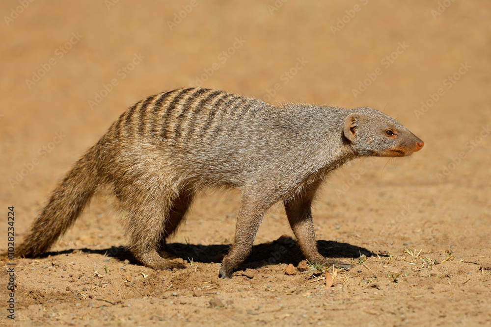 A banded mongoose (Mungos mungo) in natural habitat, Chobe National Park, Botswana. A banded mongoose (Mungos mungo) in natural habitat, Chobe National Park, Botswana.