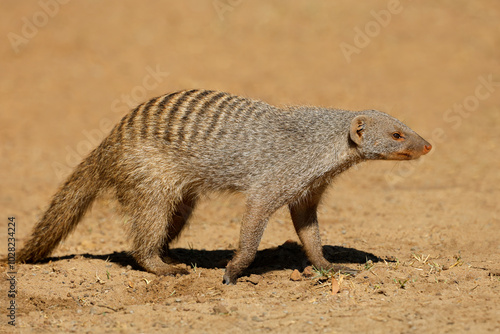 Fotografi A banded mongoose (Mungos mungo) in natural habitat, Chobe National Park, Botswana