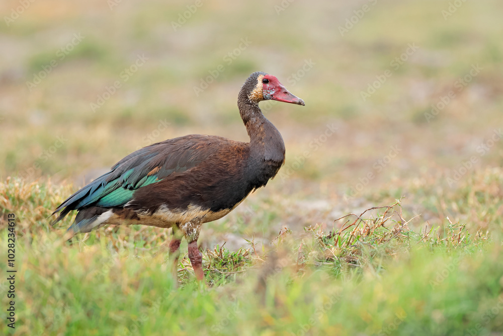 A spur-winged goose (Plectropterus gambensis) in natural habitat, Chobe National Park, Botswana. A spur-winged goose (Plectropterus gambensis) in natural habitat, Chobe National Park, Botswana.