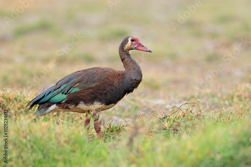 A spur-winged goose (Plectropterus gambensis) in natural habitat, Chobe National Park, Botswana.