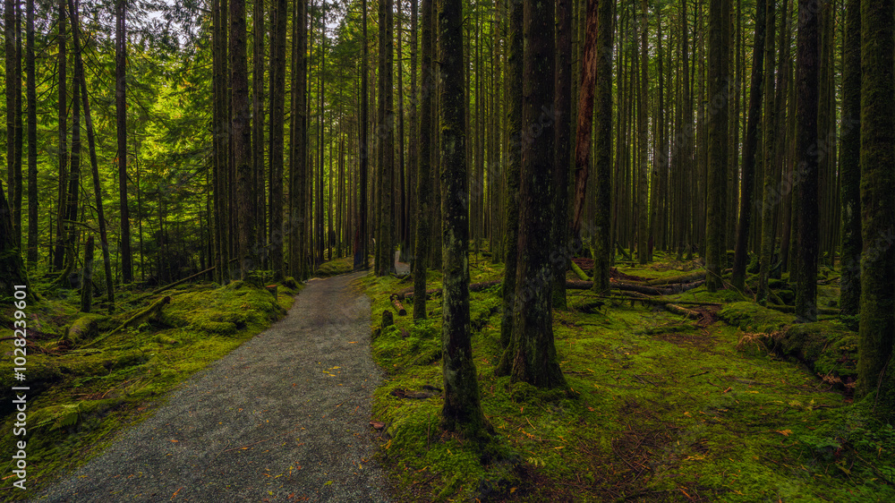 Wide open gravel forest trail through Wide open gravel forest trail through