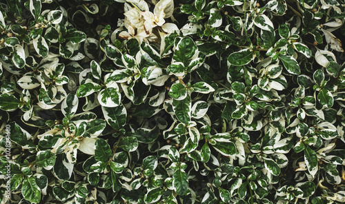 Wallpaper Mural Beautiful green leafs plant background. Tropical leaves concept Torontodigital.ca