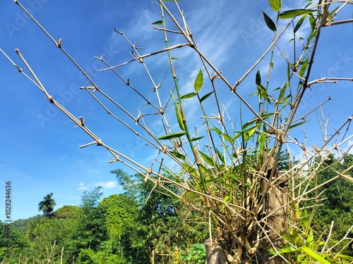 Beautiful natural clear sky landscape in the forest
