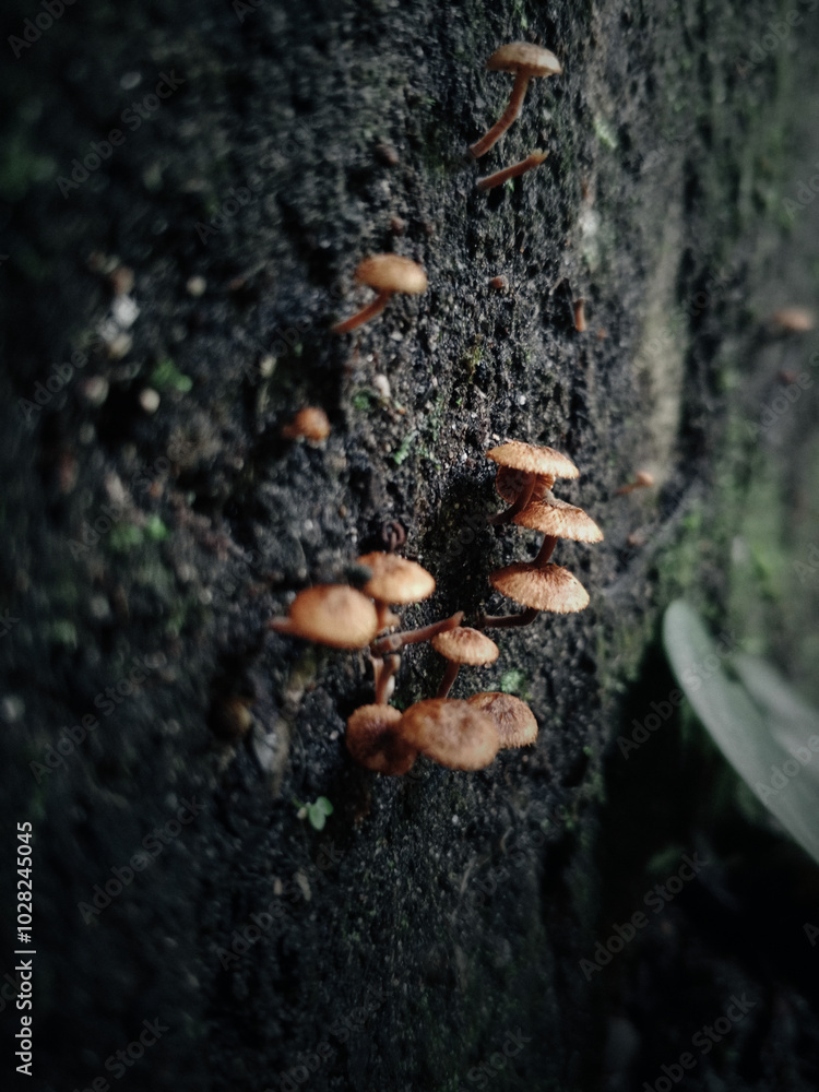 Fototapeta premium fungi grows on the wall concrete