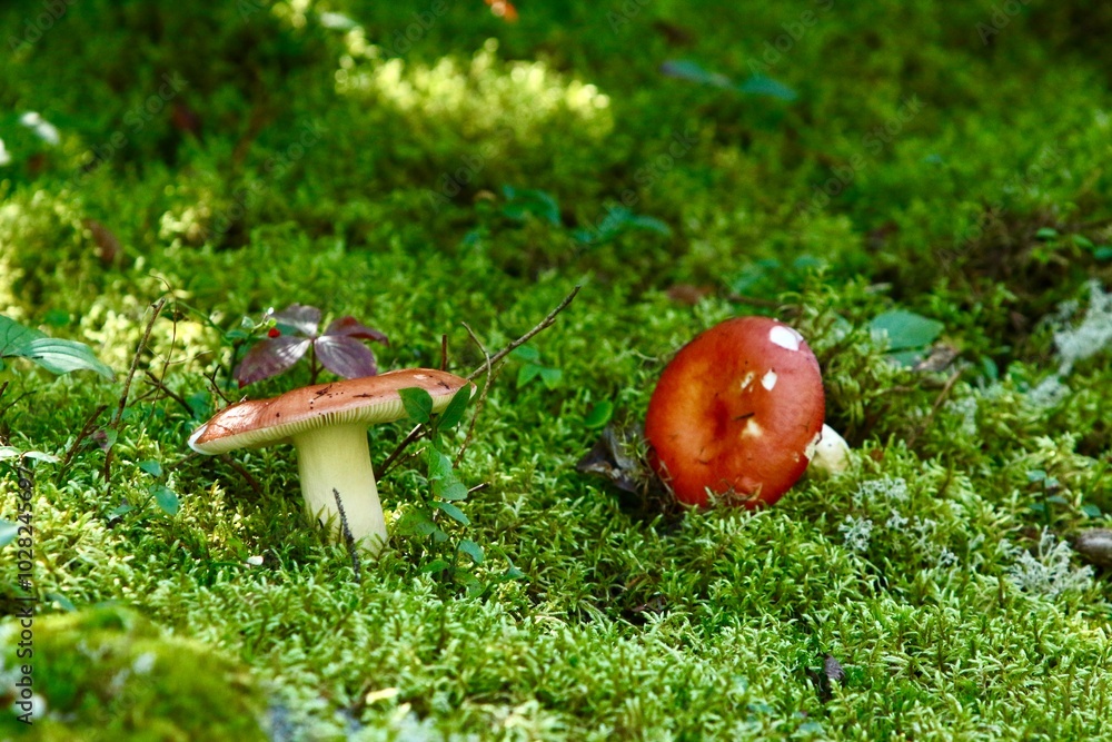 mushroom in the moss mushroom in the moss
