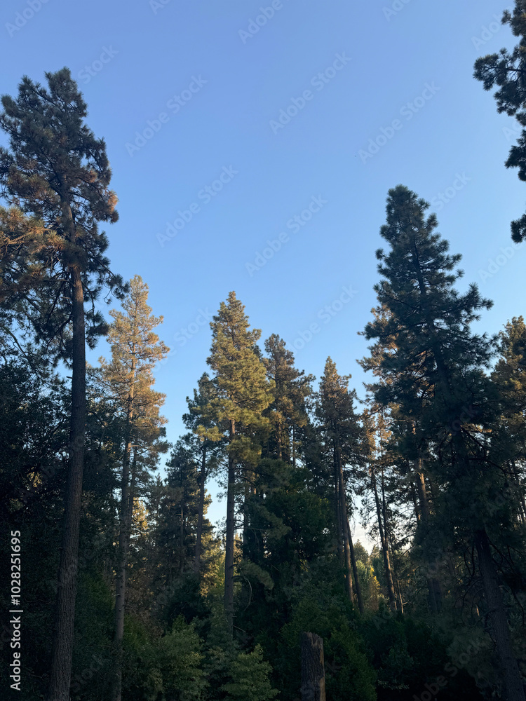 California Outdoors, Camping Ground, Big Trees, Nature California Outdoors, Camping Ground, Big Trees, Nature