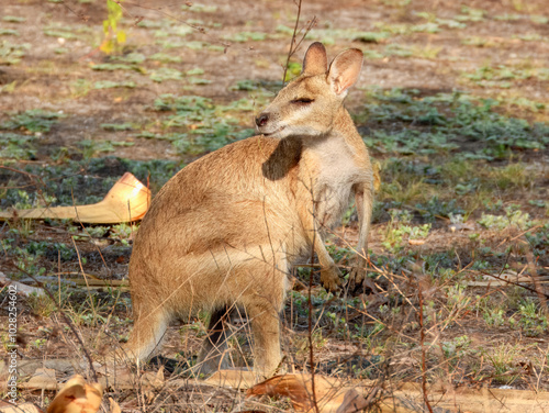 Agile Wallaby (Notamacropus agilis) in Australia