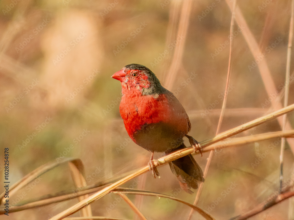 Crimson Finch - Neochmia phaeton in Australia Crimson Finch - Neochmia phaeton in Australia